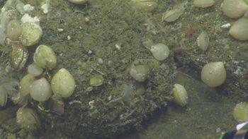 Media type: image;   Invertebrate Zoology 153153 Description: live specimen;